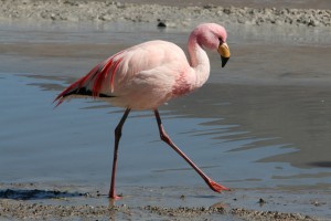 South America | 2012