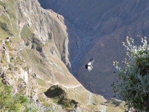 South America | 2015