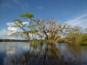 South America | 2015