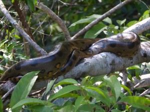 South America | 2015